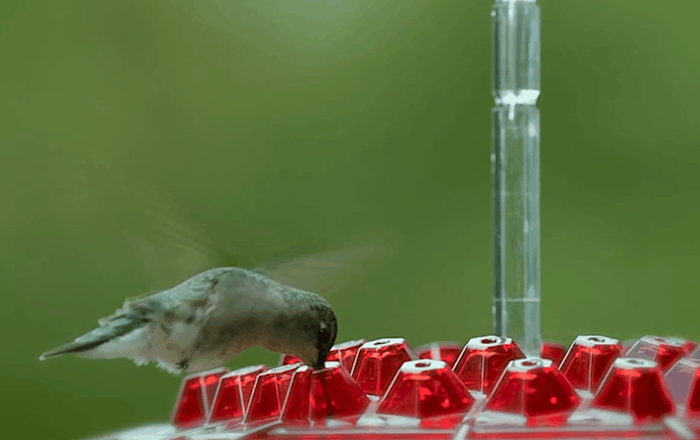 Avelena | Ants Resistant Hummingbird Feeder | 30 Feeding Openings, UV Resistant & Ideal for Outdoor Bird Watching