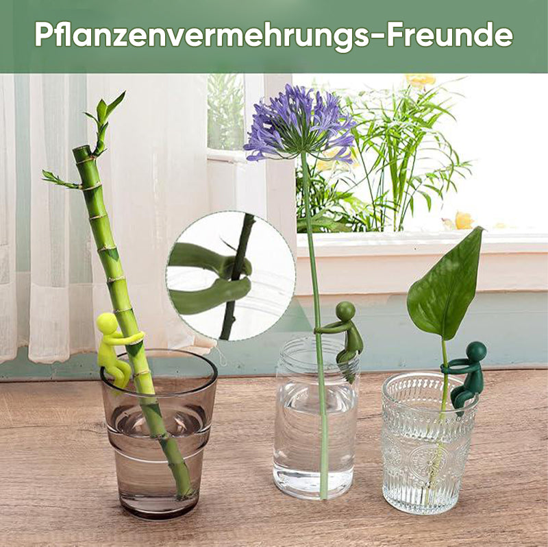 Avelena | Pflanzenvermehrungs-Freund