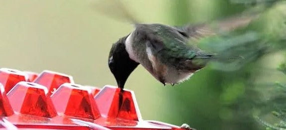 Avelena | Ants Resistant Hummingbird Feeder | 30 Feeding Openings, UV Resistant & Ideal for Outdoor Bird Watching