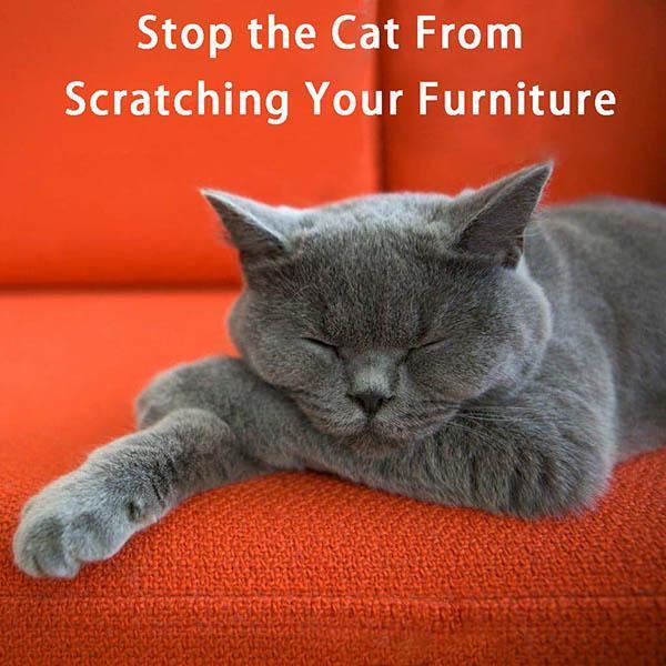 Avelena | Anti-Katzen-Kratzer Sofa-Schutz (2 Stück mit 10 Stiften)