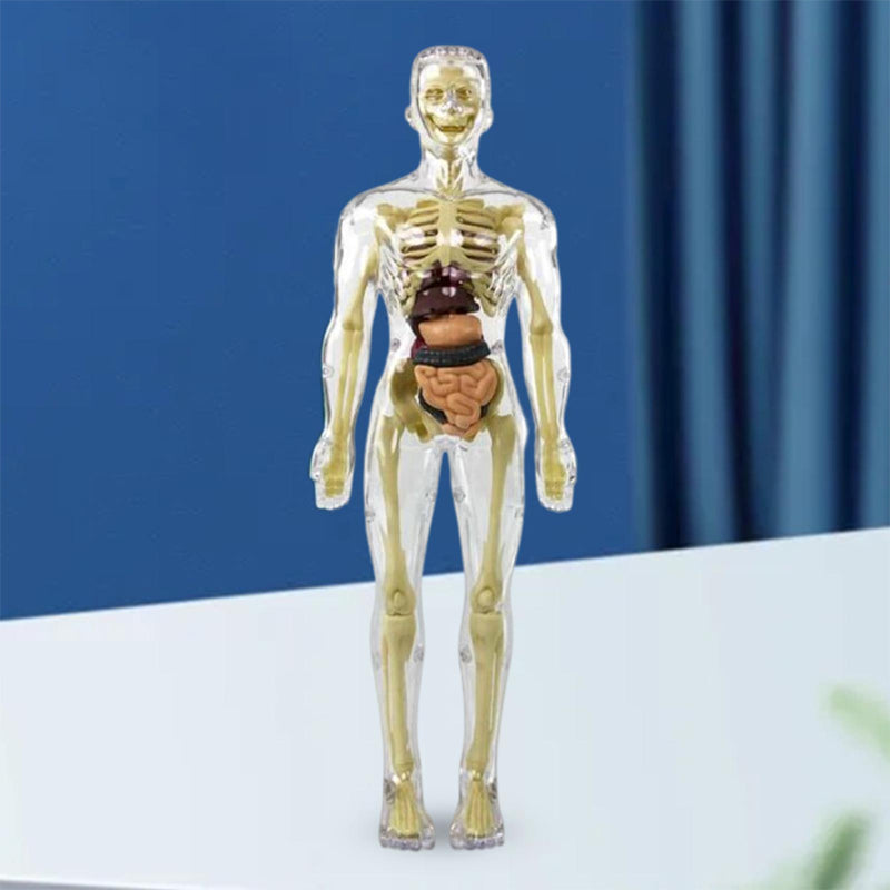 Avelena | 3D menschlicher Körper Torso Modell für Kinder Anatomie Modell Skelett