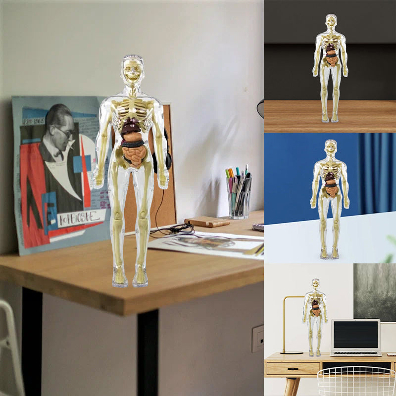 Avelena | 3D menschlicher Körper Torso Modell für Kinder Anatomie Modell Skelett
