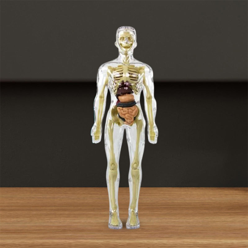 Avelena | 3D menschlicher Körper Torso Modell für Kinder Anatomie Modell Skelett