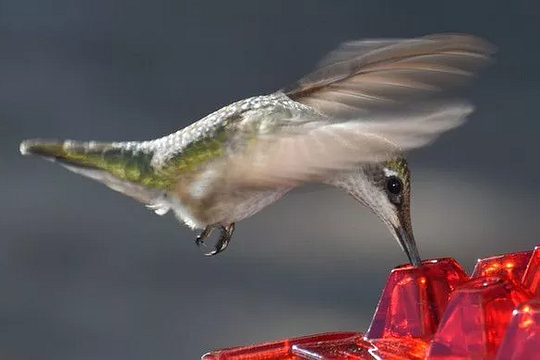 Avelena | Ants Resistant Hummingbird Feeder | 30 Feeding Openings, UV Resistant & Ideal for Outdoor Bird Watching