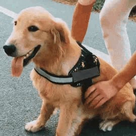 Avelena | Anti-Würgen Hundegeschirr