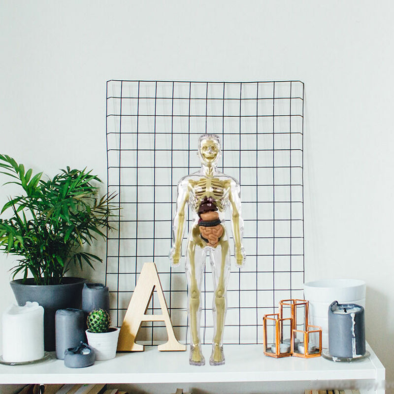 Avelena | 3D menschlicher Körper Torso Modell für Kinder Anatomie Modell Skelett