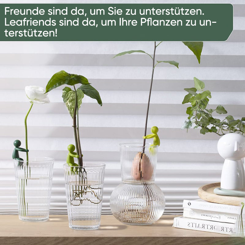 Avelena | Pflanzenvermehrungs-Freund