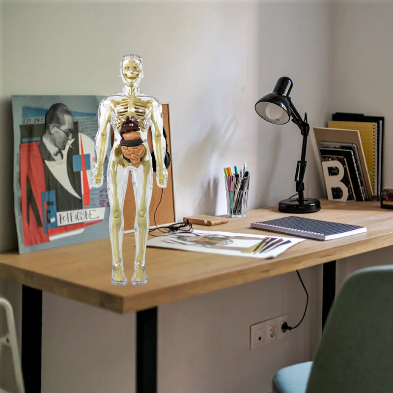 Avelena | 3D menschlicher Körper Torso Modell für Kinder Anatomie Modell Skelett