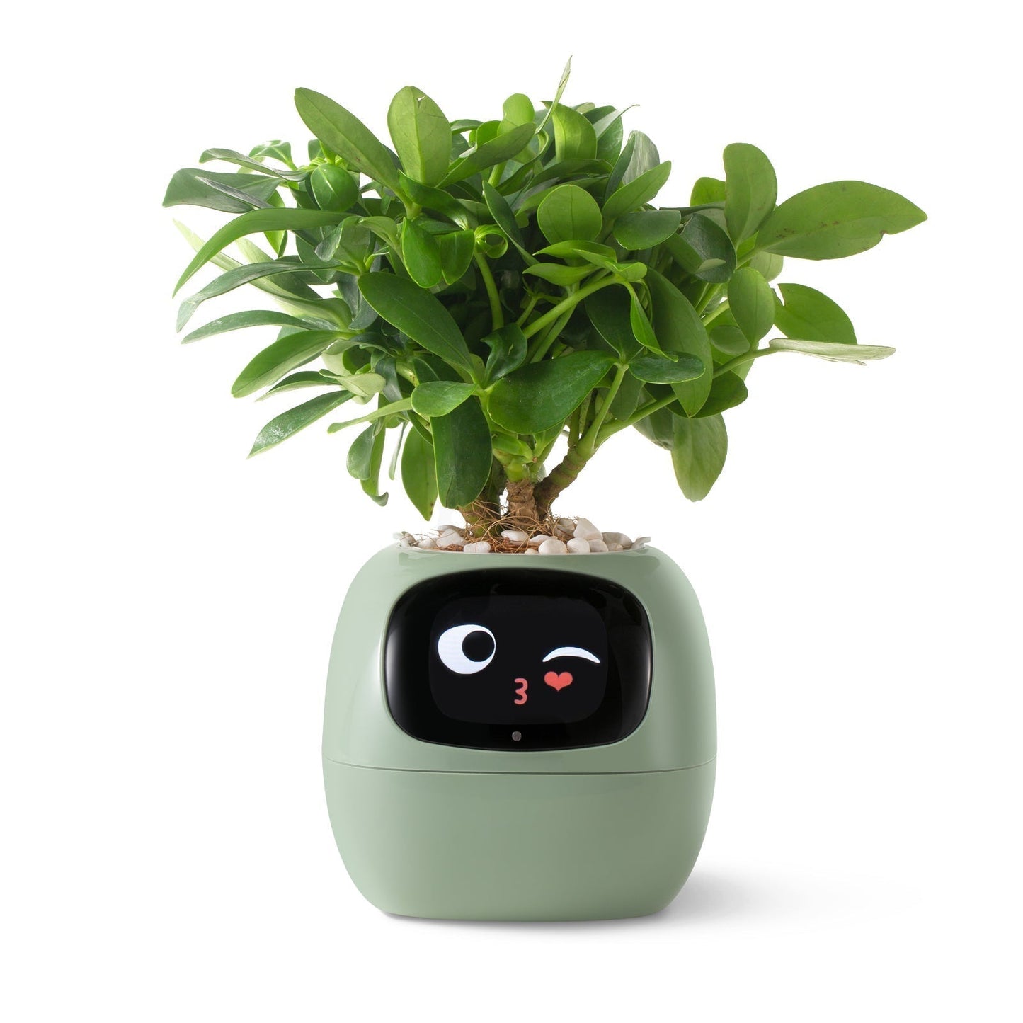 Avelena | VerdeGlow – Selbstbewässernder Smart-Pflanzen Topf | Automatische Bewässerung | Moderner Indoor-Pflanzer