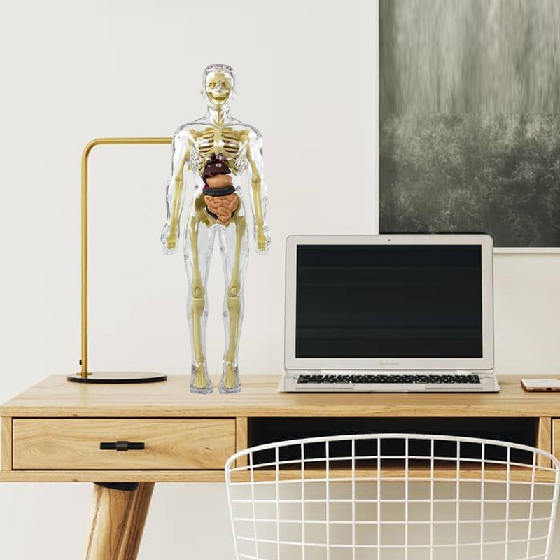 Avelena | 3D menschlicher Körper Torso Modell für Kinder Anatomie Modell Skelett