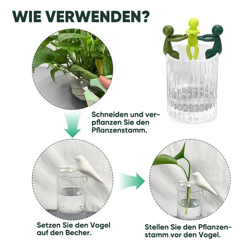 Avelena | Pflanzenvermehrungs-Freund