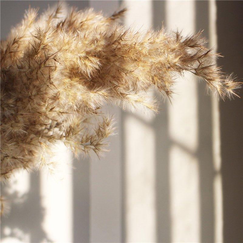 Avelena | 60 cm natürlicher, echter, braun-beiger getrockneter Pampasgrasstrauß │ flauschige Feder für moderne Boho-Heimdekoration