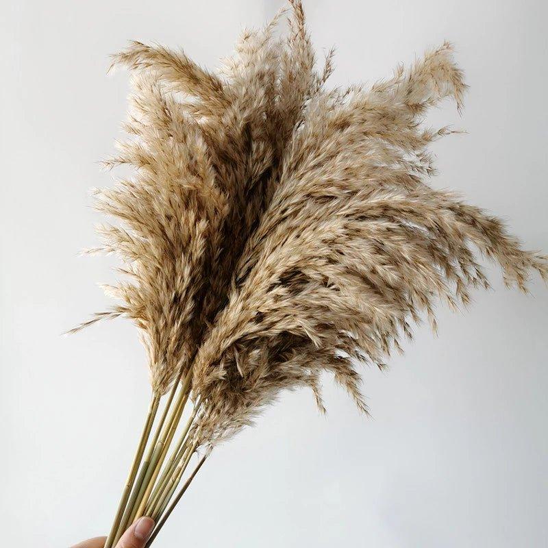 Avelena | 60 cm natürlicher, echter, braun-beiger getrockneter Pampasgrasstrauß │ flauschige Feder für moderne Boho-Heimdekoration