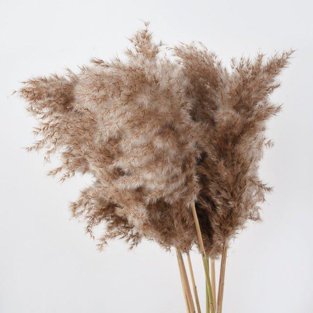 Avelena | 60 cm natürlicher, echter, braun-beiger getrockneter Pampasgrasstrauß │ flauschige Feder für moderne Boho-Heimdekoration