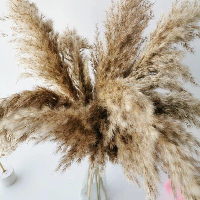 Avelena | 60 cm natürlicher, echter, braun-beiger getrockneter Pampasgrasstrauß │ flauschige Feder für moderne Boho-Heimdekoration