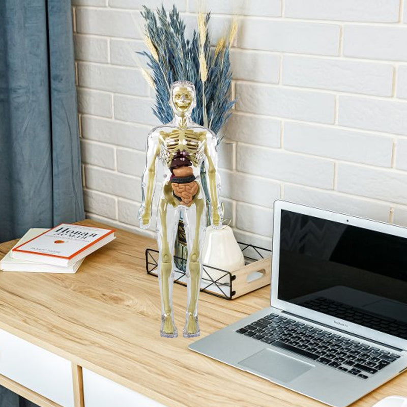Avelena | 3D menschlicher Körper Torso Modell für Kinder Anatomie Modell Skelett