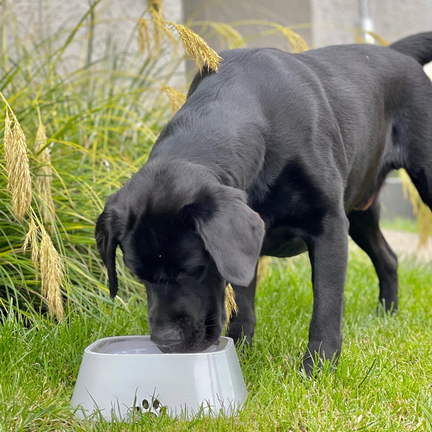 Avelena | Trocken-Schüssel Hund-Trinkgefäß