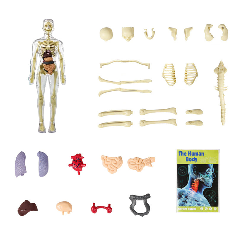 Avelena | 3D menschlicher Körper Torso Modell für Kinder Anatomie Modell Skelett