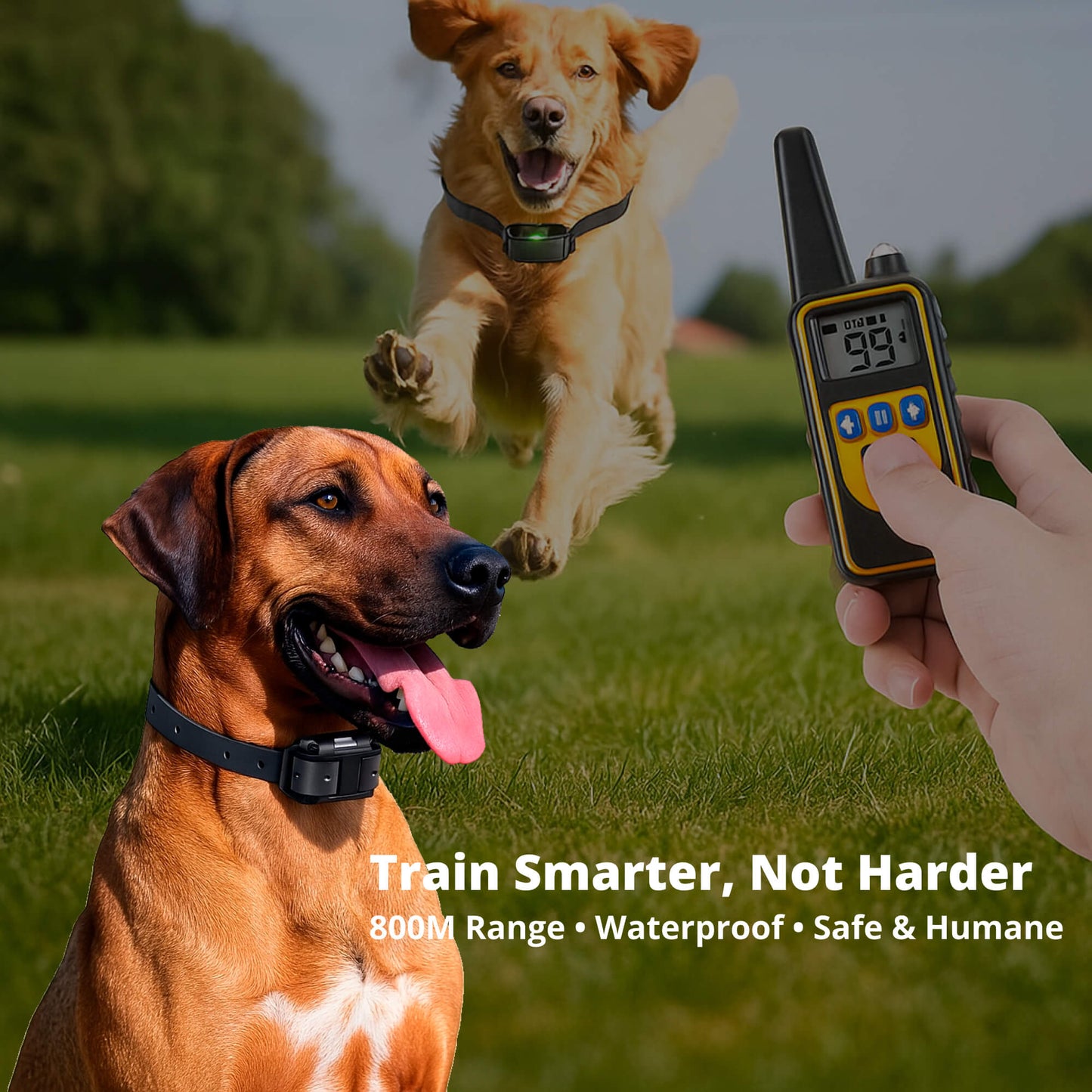 Avelena | 800M wiederaufladbares elektronisches Hundetraining-Halsband | wasserdicht, Fernbedienung & ideal für effektives Hundetraining