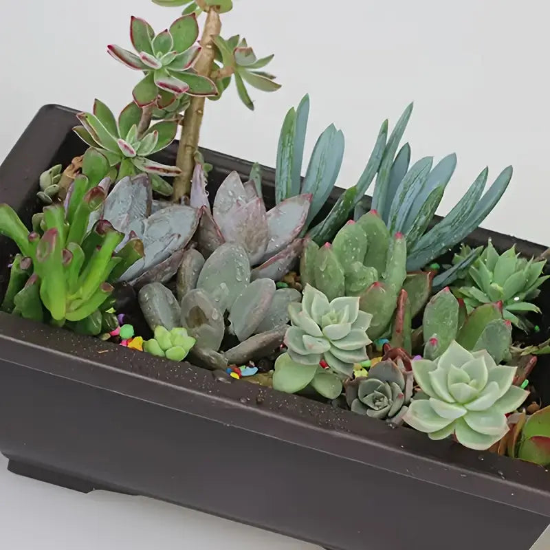 Avelena | Pflanzkübel mit Untersetzer – Rechteckiger Blumentopf für Garten und Balkon