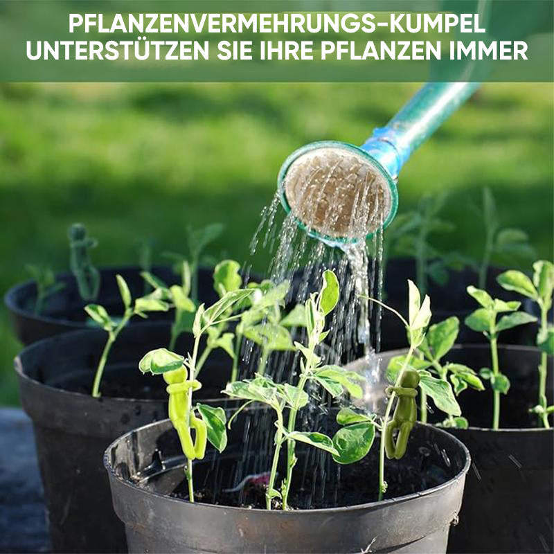 Avelena | Pflanzenvermehrungs-Freund