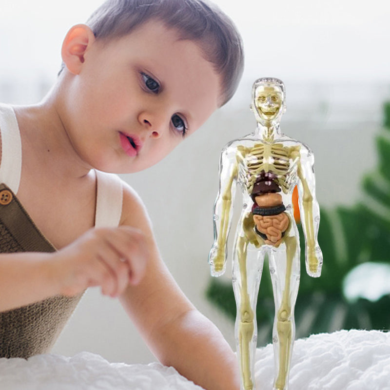 Avelena | 3D menschlicher Körper Torso Modell für Kinder Anatomie Modell Skelett