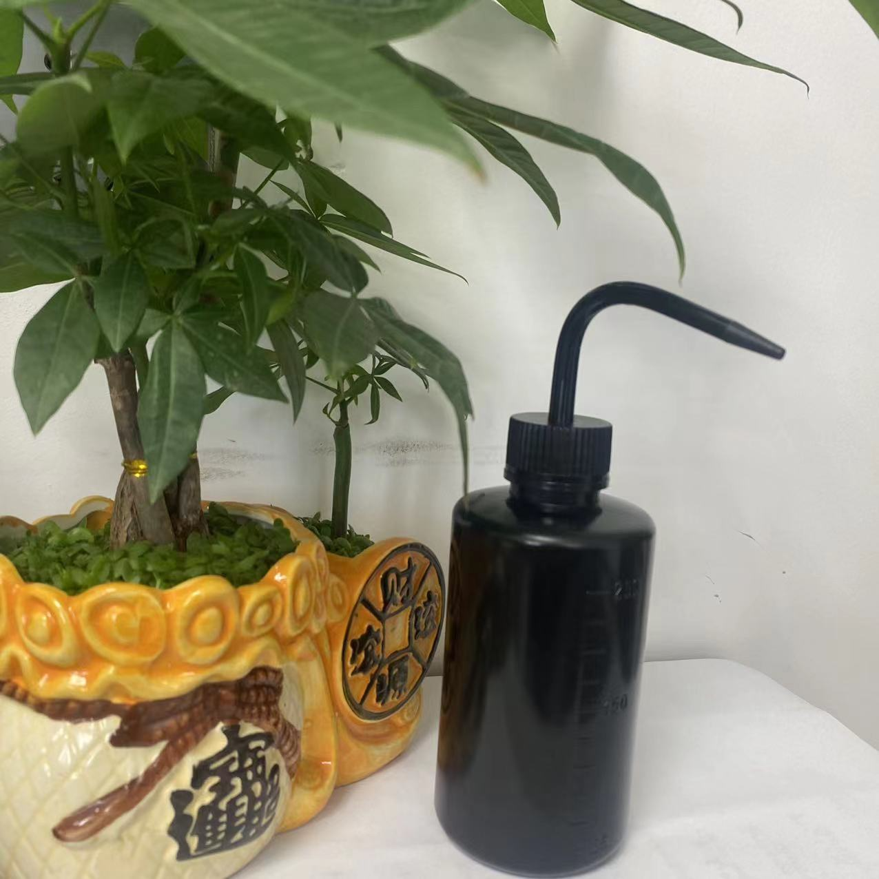 Avelena | Spot 500ml Squeeze Gießflasche – Kompakte Sprühflasche für präzises Gießen und Dosieren