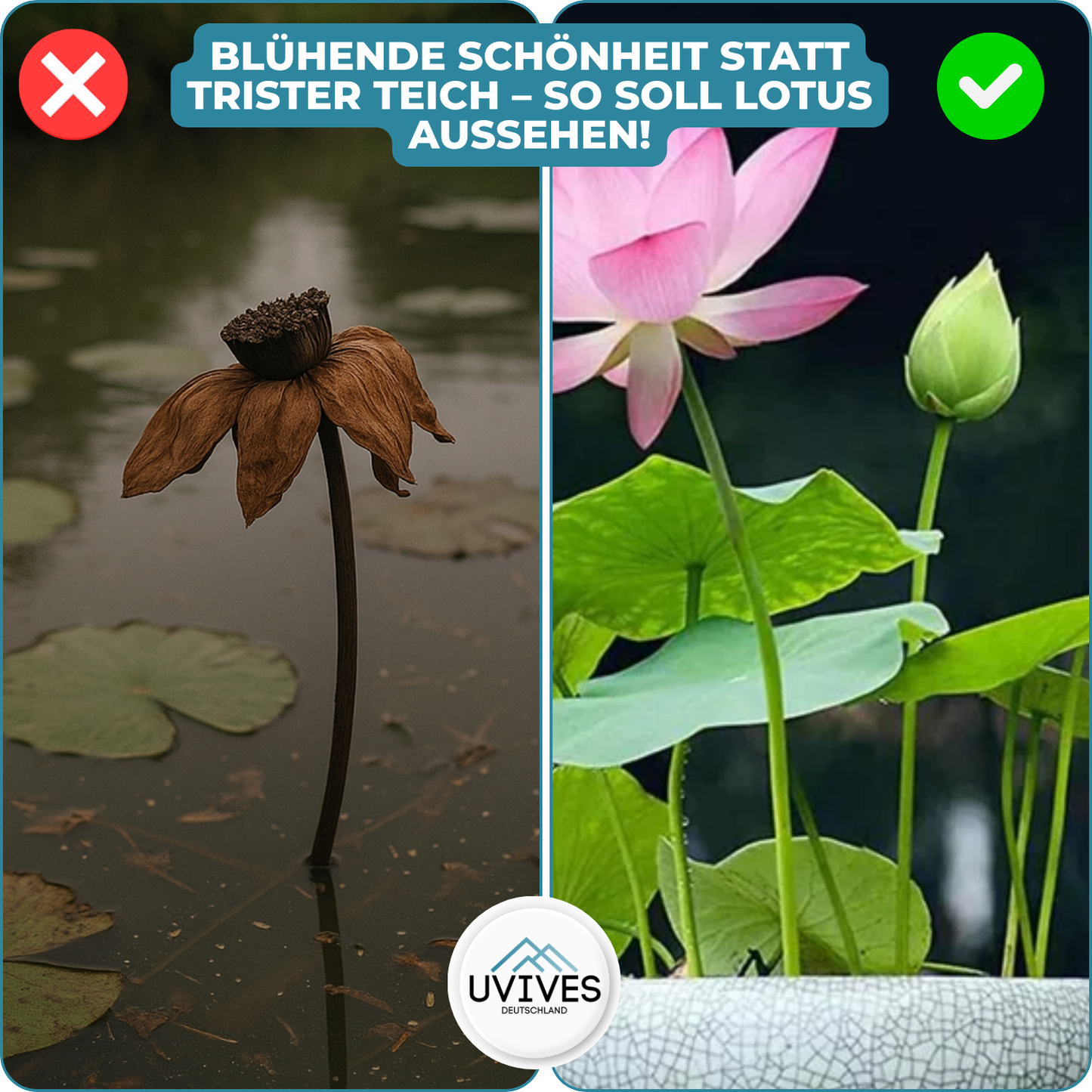 Avelena | LotusBloom – Magische Blütenpracht für deinen Teich