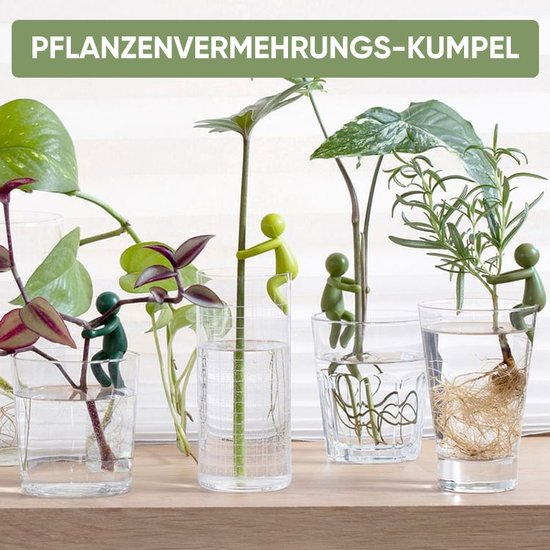 Avelena | Pflanzenvermehrungs-Freund