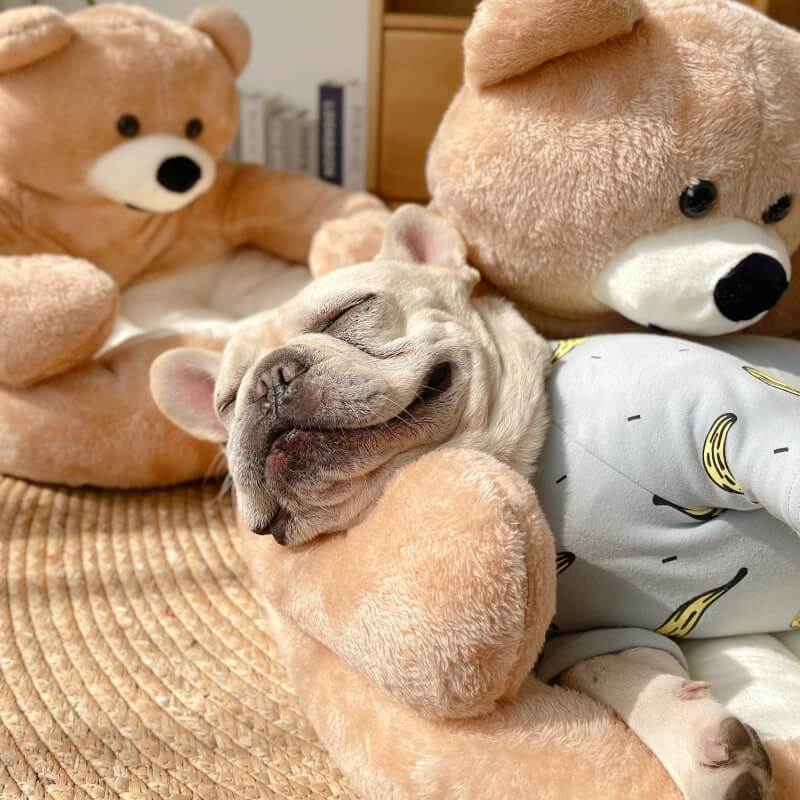 Avelena | Süßes abnehmbares Kuschelbär-Katzenbett