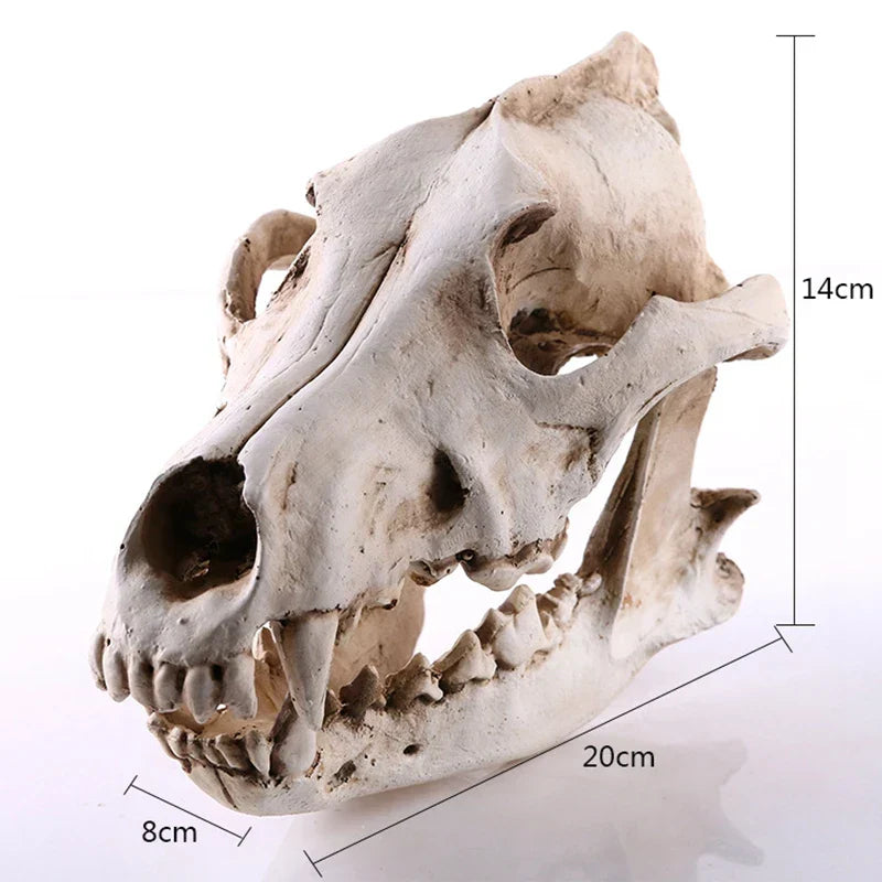Avelena | Wolf Schädel Skulptur Modell