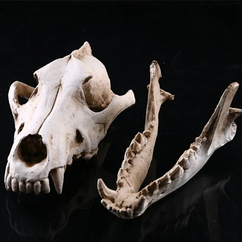 Avelena | Wolf Schädel Skulptur Modell