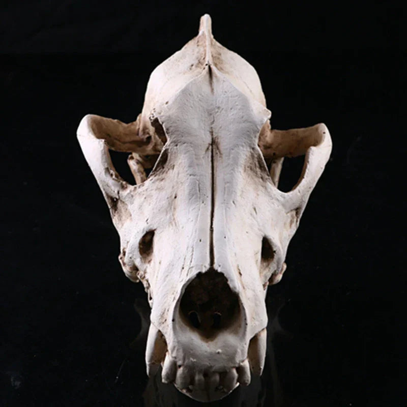 Avelena | Wolf Schädel Skulptur Modell