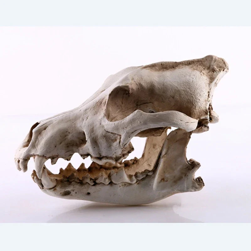 Avelena | Wolf Schädel Skulptur Modell