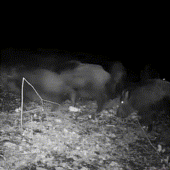 Avelena | WildView | 16MP Nachtsicht Wildkamera mit Bewegungssensor
