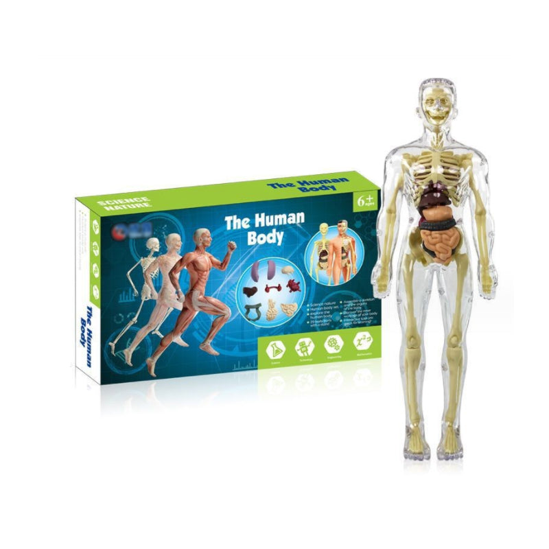 Avelena | 3D menschlicher Körper Torso Modell für Kinder Anatomie Modell Skelett