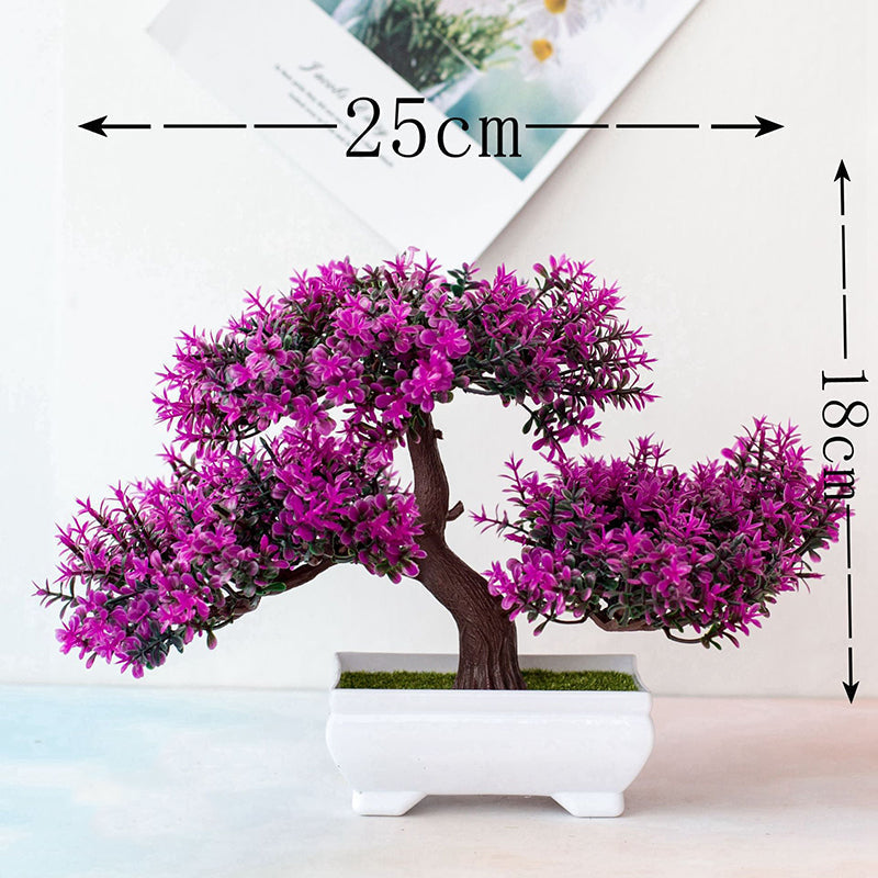 Avelena | Pflanzen Bonsai