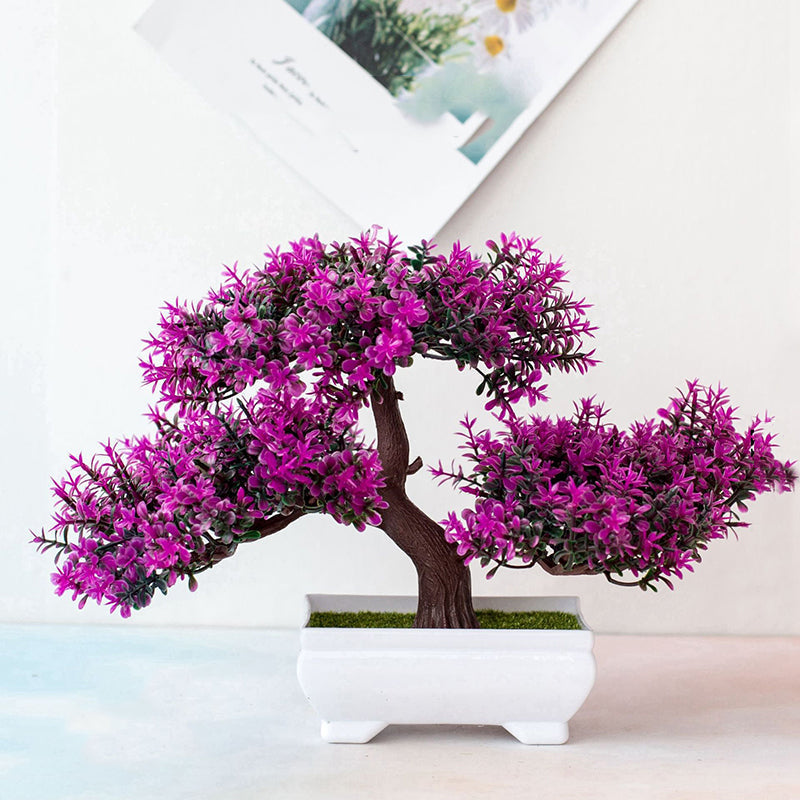 Avelena | Pflanzen Bonsai