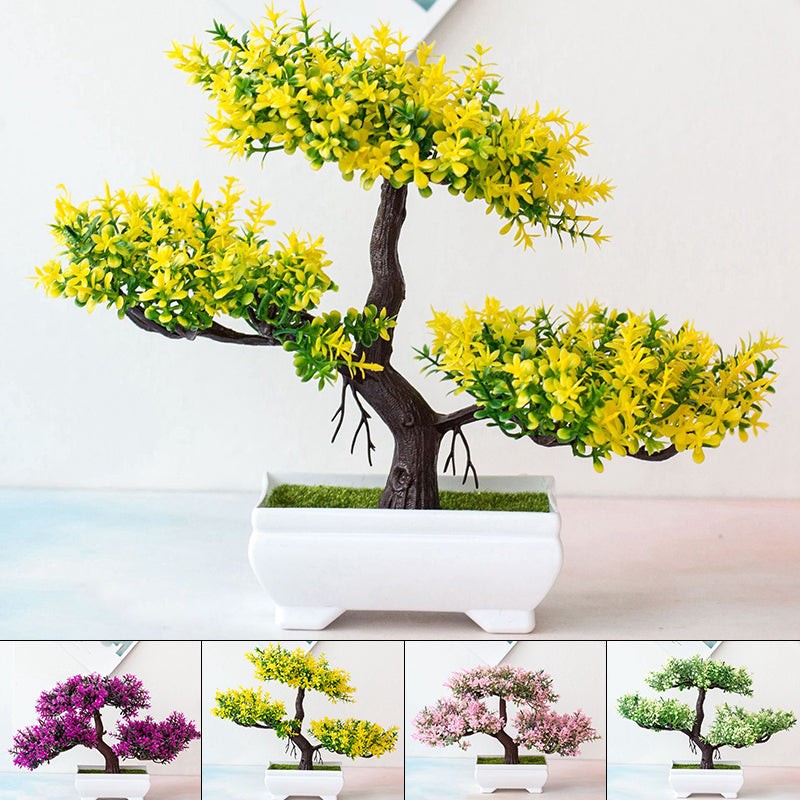Avelena | Pflanzen Bonsai