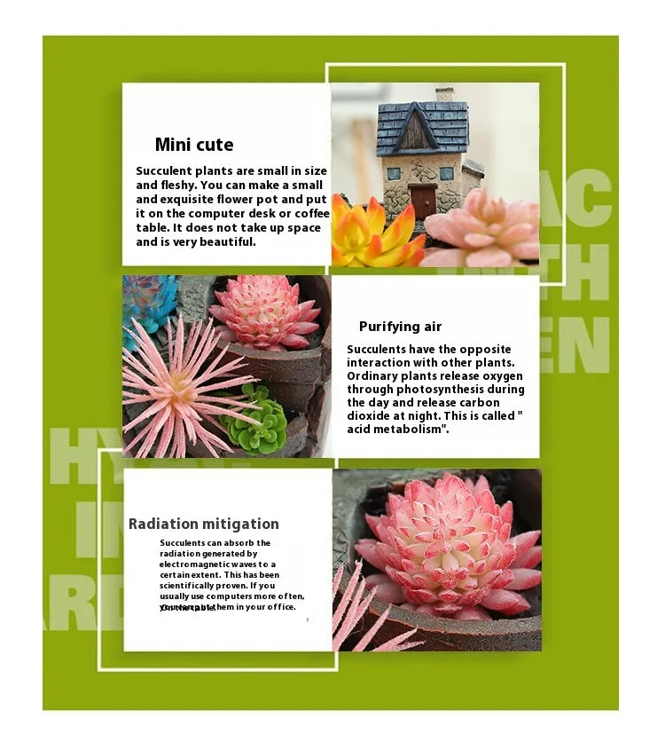Avelena | Sukkulent Dekorationsblumentopf für Mini-Garten – Bonsai Pflanztopf für Mikrolandschaft und Garten
