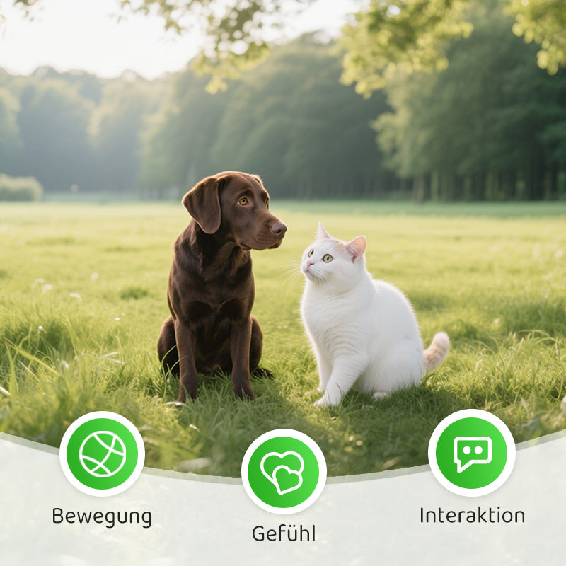Avelena | CatPlay – Jagen, spielen, juchzen – der Spaß für deine Katze!