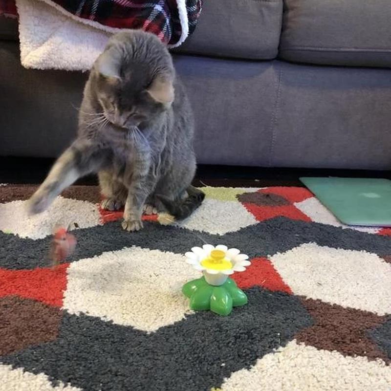 Avelena | 🔥Interaktives Vogelspiel für Katzen