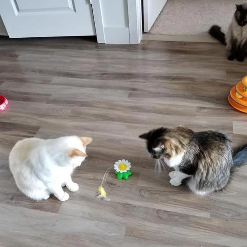 Avelena | 🔥Interaktives Vogelspiel für Katzen