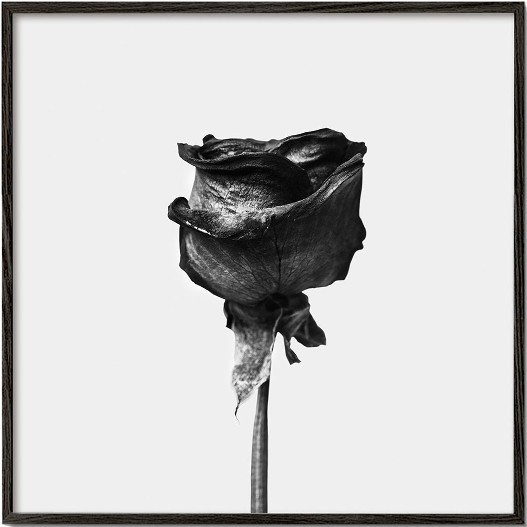 Avelena | Getrocknete Rose Schwarz-Weiß-Fotografie - Quadratisch