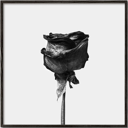 Avelena | Getrocknete Rose Schwarz-Weiß-Fotografie - Quadratisch