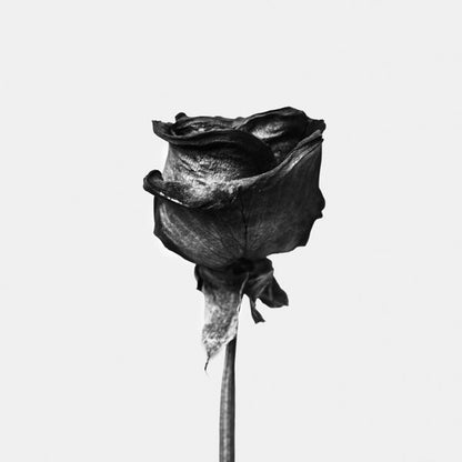 Avelena | Getrocknete Rose Schwarz-Weiß-Fotografie - Quadratisch