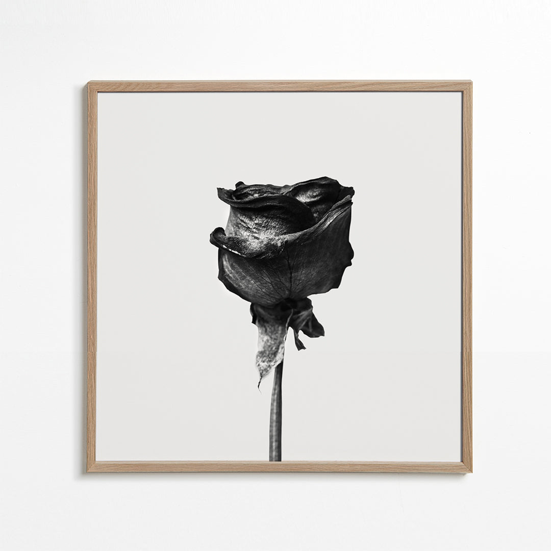 Avelena | Getrocknete Rose Schwarz-Weiß-Fotografie - Quadratisch