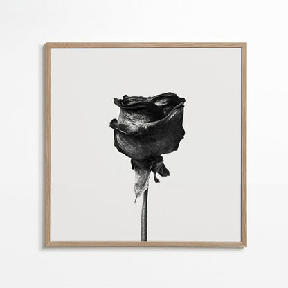 Avelena | Getrocknete Rose Schwarz-Weiß-Fotografie - Quadratisch