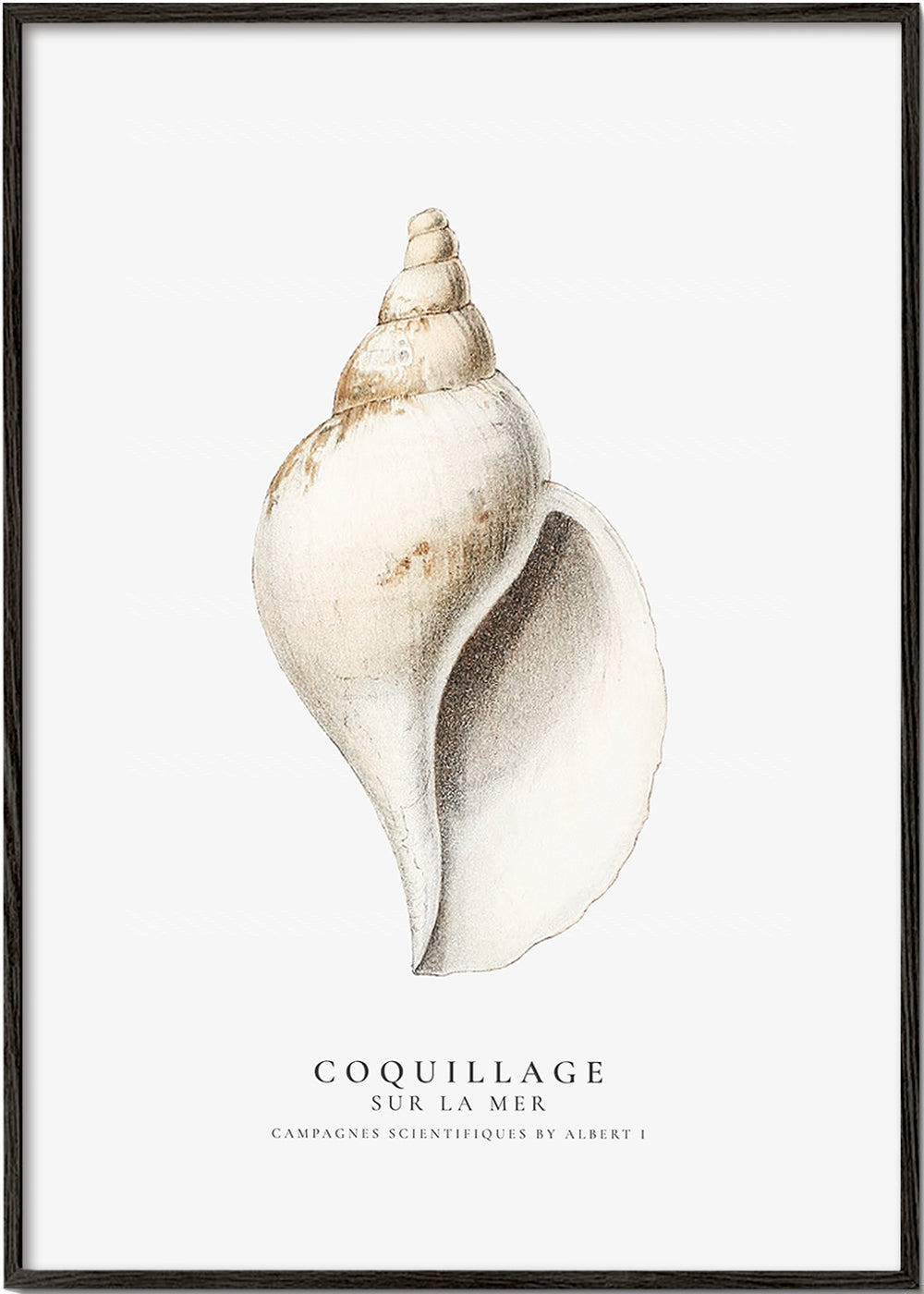 Avelena | Die Gastropodenschale - Coquillage - Sealife-Kollektion