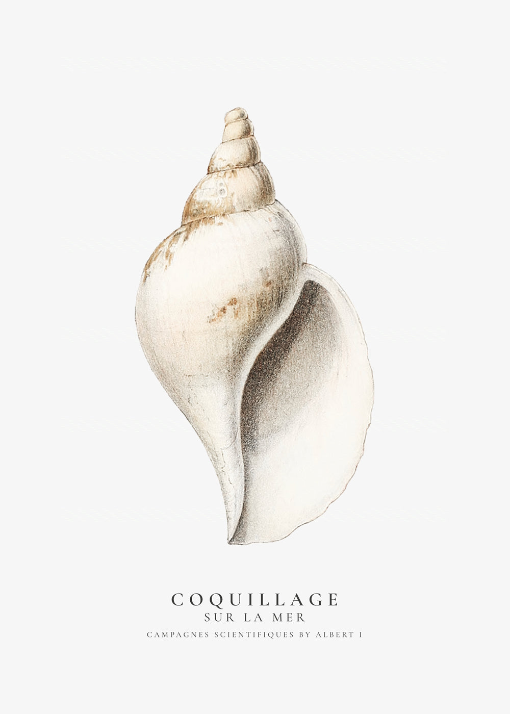 Avelena | Die Gastropodenschale - Coquillage - Sealife-Kollektion